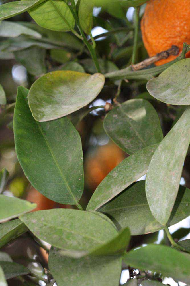              Shade leaves (Riverside, CA)       